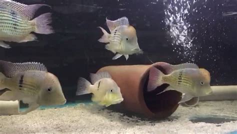 Geophagus sp. Alto Sinu (Gold Dust Geophagus) | Check out these AMAZING Geophagus sp. Alto Sinu ...