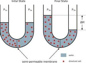 Semipermeable Membrane: Definition & Examples | Biology Dictionary