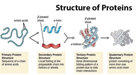 Protein Structure Diagram | Quizlet