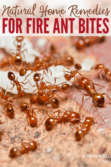 Natural Home Remedies for Fire Ant Bites (Essential Oils + More)