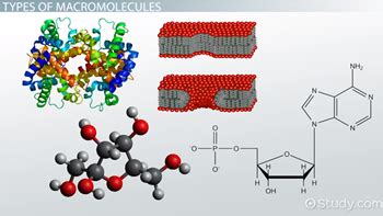 Macromolecules: Definition, Types & Examples - Video & Lesson Transcript | Study.com