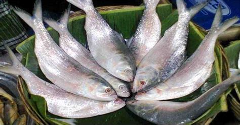 Hilsa Ilisha: The National Fish and Silver Pride of Bangladesh