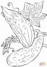 Cucumbers coloring Page  Free Printable Coloring Pages sketch template