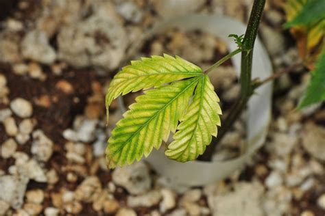 The Common Causes of the Yellowing of Marijuana Leaves - 101GrowLights