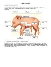 Fetal Pig Dissection .pdf - Fetal Pig Dissection PART A: EXTERNAL ...