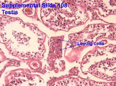 Interstitial Cells Histology