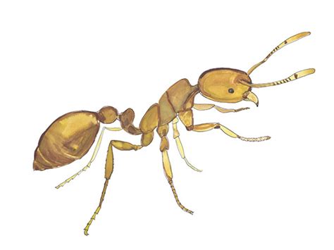 Thief Ant – Cloud Termite and Pest Control