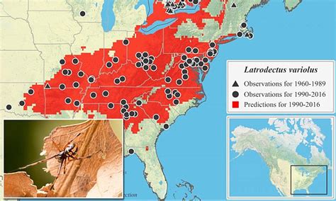 Black widow spiders are headed north, new study reveals | Daily Mail Online