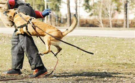 Premium Photo | Training of working dog outdoors