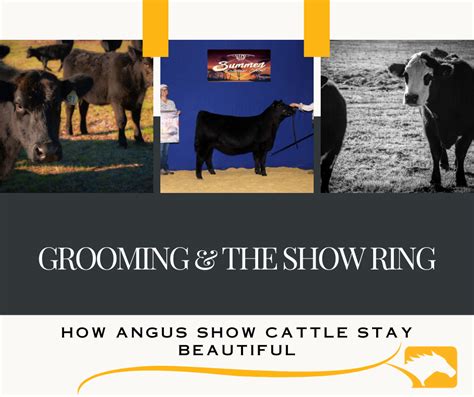 Grooming Angus Show Cattle | Show Ring Preparation