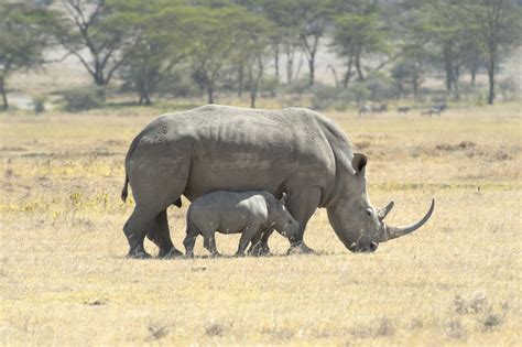 Rhino Moms - International Rhino FoundationInternational Rhino Foundation