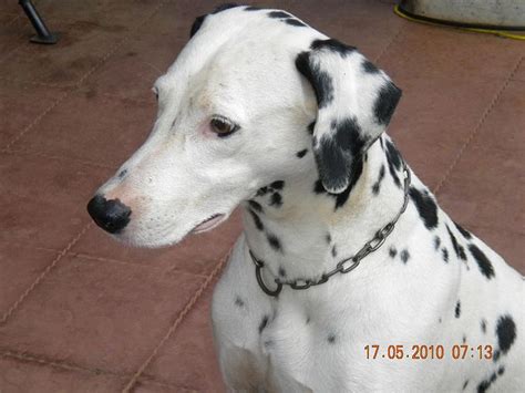 Musings of a Biologist and Dog Lover: Mismark Case Study: Dalmatian