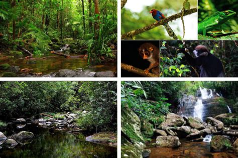 Sinharaja Rain Forest | Attractions in Sri lanka