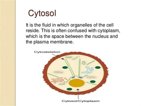 A tout into the cell ( Cytology )