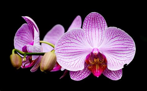 Orchid Wallpaper for Desktop - WallpaperSafari