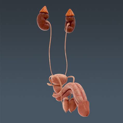 Human Urinary and Reproductive System - An... 3D Model .max .obj .3ds .fbx .c4d .lwo .lw .lws ...