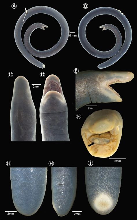 Species New to Science: [Herpetology • 2019] Caecilia pulchraserrana • A New Species of Caecilia ...