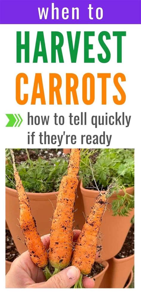 When to Harvest Carrots - Together Time Family