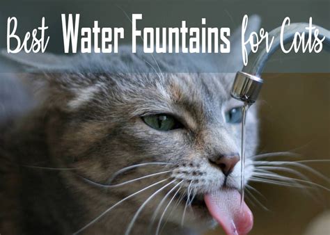 Best Water Fountains for Cats | Water fountain, Fountains, Cats