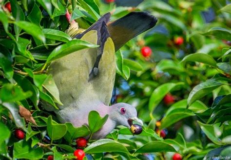 berbagi untuk sesama...: mengenal burung punai daun