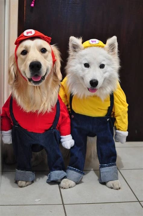 DIY cool dog costumes, Golden Retriever and Samoyed #dogcostumes | Cute dog costumes, Dog ...