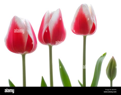 Pink tulips on white background Stock Photo - Alamy