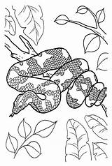 20  Python Coloring Pages Free Printable PDF & Online sketch template