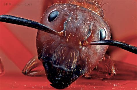 Ant Macro - Focus Stack | Flickr - Photo Sharing!