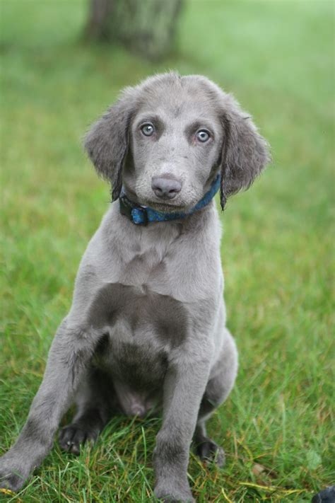 99 best Long Haired Weimaraner images on Pinterest | Weimaraner, Doggies and Pets