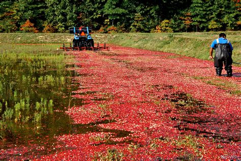 Cranberry Harvest | We visited a cranberry bog south of Sout… | Flickr - Photo Sharing!