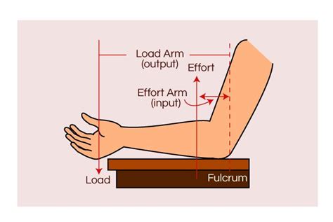 Third-Class Levers in the Human Body | Science project | Education.com ...