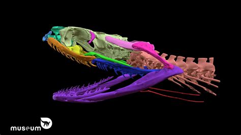 Snake Skeleton Anatomy