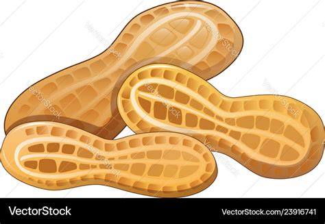 Peanut in shell icon cartoon style Royalty Free Vector Image