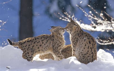 Lynx Wallpapers - Top Free Lynx Backgrounds - WallpaperAccess