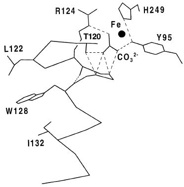 Region of the structure of transferrin (based on the X-ray data of | Download Scientific Diagram