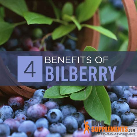 Bilberry Benefits, Side Effects and Dosage