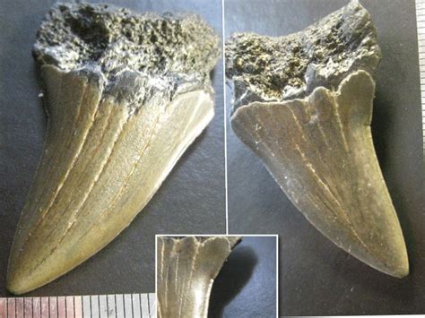 Elasmobranch Teeth Collection - Member Collections - The Fossil Forum