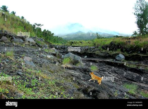 Philippines. 18th Jan, 2018. The lava flow pathway from Mt. Mayon during the previous year ...