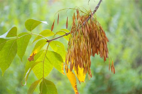 How to Care for Green Ash Trees (Fraxinus pennsylvanica)