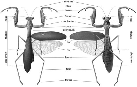 Manual of praying mantis morphology, nomenclature, and practices ...