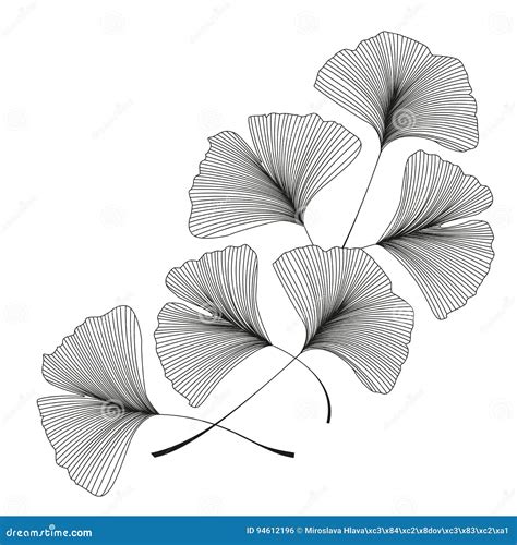 Ginkgo biloba leaves stock vector. Illustration of hand - 94612196