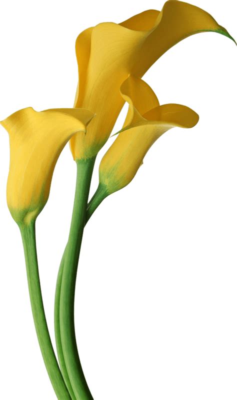 Free Calla Lily Cliparts, Download Free Calla Lily Cliparts png images ...