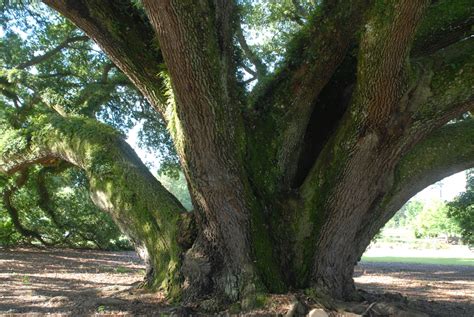 Quercus virginiana (Bay Live Oak, Live Oak, Oaks, Plateau Oak, Scrub ...