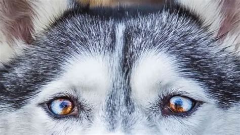 Do Huskies Have Different Colored Eyes? - Hypnotic Mystery!