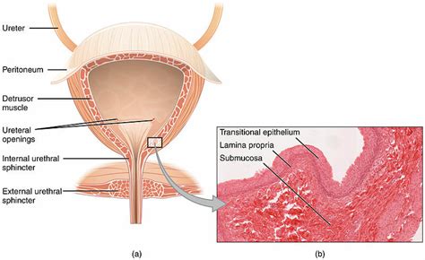 Transitional Epithelium - Definition and Function | Biology Dictionary