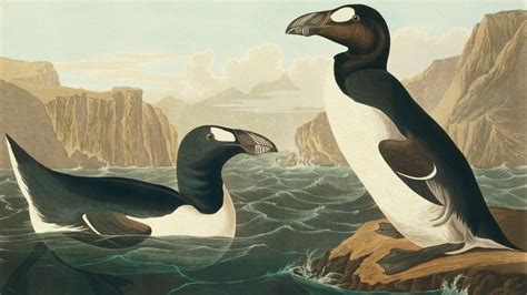 Great auk extinction: Humans wiped out giant seabird - BBC News