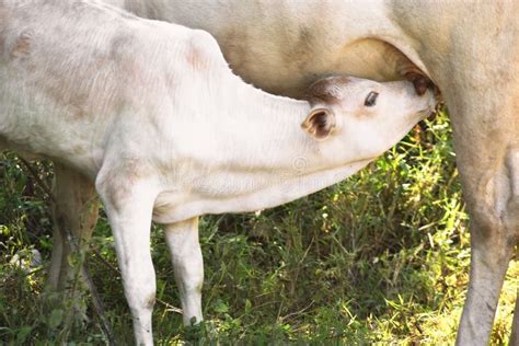 Calf Drinking Milk From Cow's Udder Stock Photo - Image: 55317490