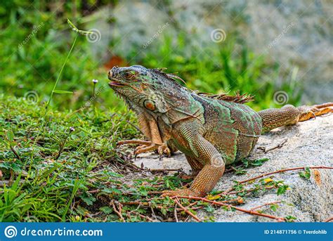 Green Lizards Iguana. Iguana Lizard on a Stone. Stock Photo - Image of ...