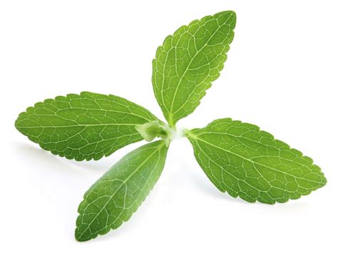 Stevia Rebaudiana (Stevia Leaves), Packaging Type: PP bag, Rs 240 /kilogram | ID: 18473097055