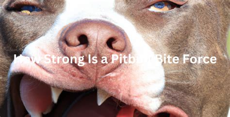 Pitbull Bite Force: How Strong Is A Pitbull's Force Bite? | The Pitbull ...